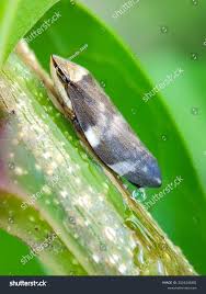 Attēlu rezultāti vaicājumam “Aphrophoridae”