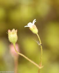 Attēlu rezultāti vaicājumam “Saxifraga tridactylites flower”