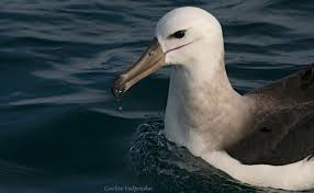 Image result for Thalassarche melanophris