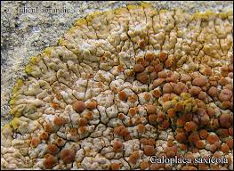 Attēlu rezultāti vaicājumam “Caloplaca saxicola”