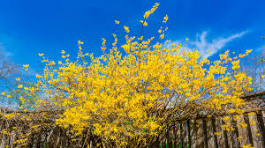 Attēlu rezultāti vaicājumam “Forsythia”