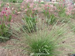 Attēlu rezultāti vaicājumam “Festuca ovina flower”