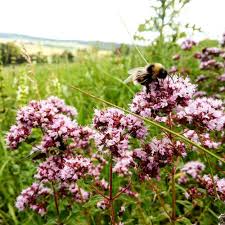 Attēlu rezultāti vaicājumam “Origanum vulgare bud”