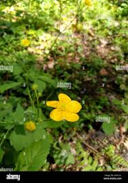 Attēlu rezultāti vaicājumam “Ranunculus lanuginosus bud”