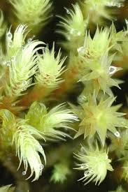 Attēlu rezultāti vaicājumam “Philonotis calcarea”