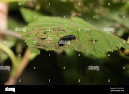 Attēlu rezultāti vaicājumam “Agelastica alni larva”
