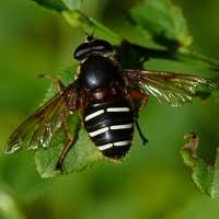 Attēlu rezultāti vaicājumam “Sericomyia lappona”