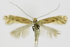 Attēlu rezultāti vaicājumam “Calybites phasianipennella”