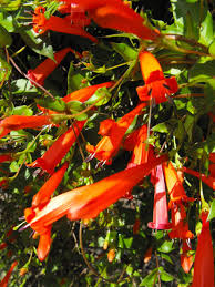 Attēlu rezultāti vaicājumam “Calystegia inflata”