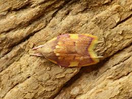 Attēlu rezultāti vaicājumam “Semioscopis avellanella”