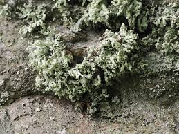 Attēlu rezultāti vaicājumam “Ramalina pollinaria”