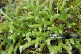 Attēlu rezultāti vaicājumam “Lycopodium dubium”