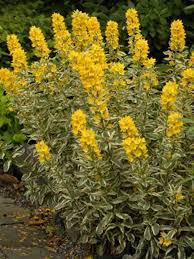 Attēlu rezultāti vaicājumam “Lysimachia punctata”