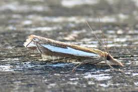 Attēlu rezultāti vaicājumam “Crambus hamella”