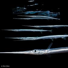 Attēlu rezultāti vaicājumam “Belone belone”