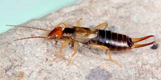 Attēlu rezultāti vaicājumam “Forficula auricularia male”