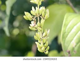 Attēlu rezultāti vaicājumam “Syringa vulgaris fruit”