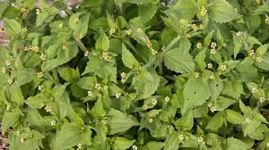 Attēlu rezultāti vaicājumam “Galinsoga quadriradiata leaf”