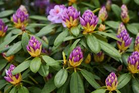 Attēlu rezultāti vaicājumam “Rhododendron catawbiense flower”