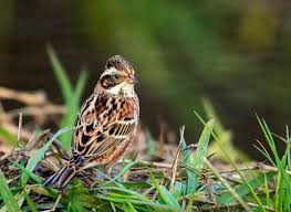 Image result for Emberiza rustica