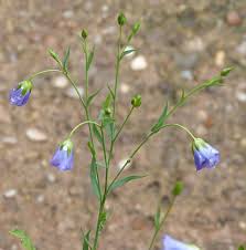 Attēlu rezultāti vaicājumam “Linum usitatissimum leaf”
