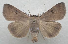 Attēlu rezultāti vaicājumam “Lygephila viciae”