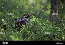 Attēlu rezultāti vaicājumam “Bonasa bonasia eggs”
