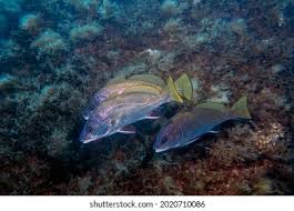 Image result for Sciaena umbra