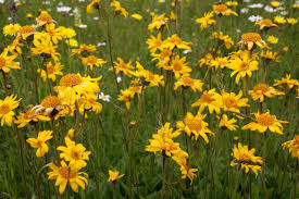 Attēlu rezultāti vaicājumam “Nardus stricta flower”