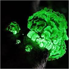 Attēlu rezultāti vaicājumam “Panellus stipticus”