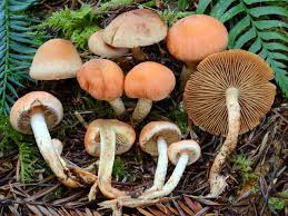 Attēlu rezultāti vaicājumam “Athelia pyriformis”