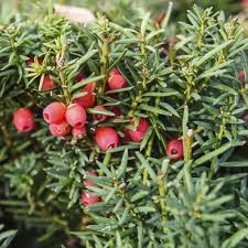 Attēlu rezultāti vaicājumam “Taxus baccata fruit”
