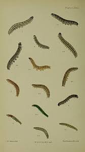 Attēlu rezultāti vaicājumam “Apamea sordens”