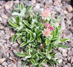 Attēlu rezultāti vaicājumam “Antennaria dioica leaf”