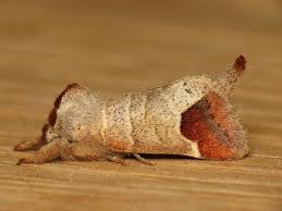 Attēlu rezultāti vaicājumam “Clostera curtula”