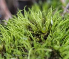 Attēlu rezultāti vaicājumam “Weissia squarrosa”