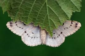 Attēlu rezultāti vaicājumam “Hypomecis roboraria”