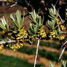 Attēlu rezultāti vaicājumam “Hippophae rhamnoides female flower”