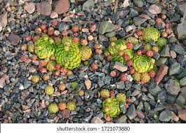 Attēlu rezultāti vaicājumam “Jovibarba globifera bud”