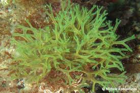 Attēlu rezultāti vaicājumam “Dictydiaethaliaceae”