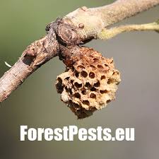 Attēlu rezultāti vaicājumam “Andricus quercuscorticis”