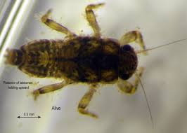 Attēlu rezultāti vaicājumam “Tortula lingulata macro”