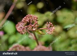 Attēlu rezultāti vaicājumam “Hylotelephium telephium bud”