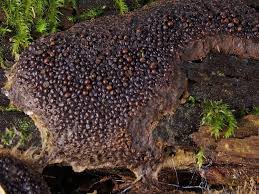 Attēlu rezultāti vaicājumam “Dictydiaethaliaceae”