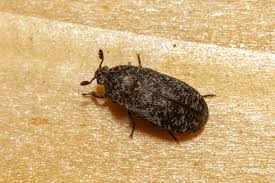 Attēlu rezultāti vaicājumam “Dermestes murinus”