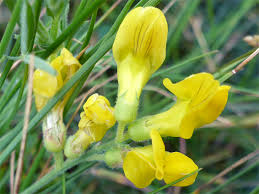 Attēlu rezultāti vaicājumam “Lathyrus pratensis flower”