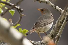 Image result for Turdus ruficollis