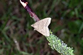 Attēlu rezultāti vaicājumam “Zanclognatha tarsipennalis”