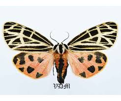 Attēlu rezultāti vaicājumam “Arctiidae”