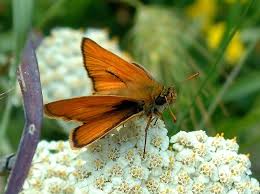 Attēlu rezultāti vaicājumam “Ochlodes sylvanus male”